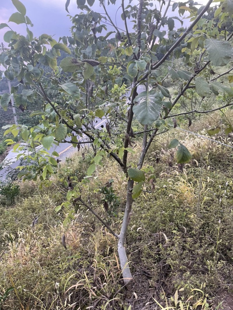 核桃苗