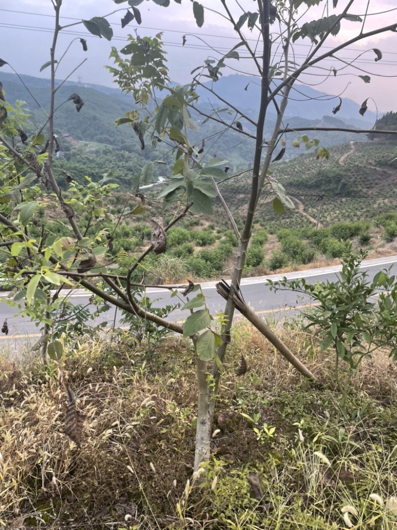 核桃苗
