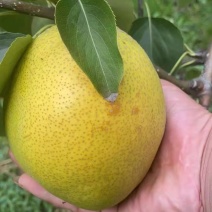 大城县精品高质雪花梨