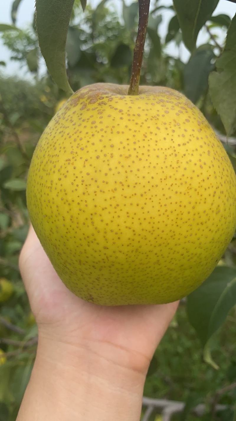 大城县精品高质雪花梨