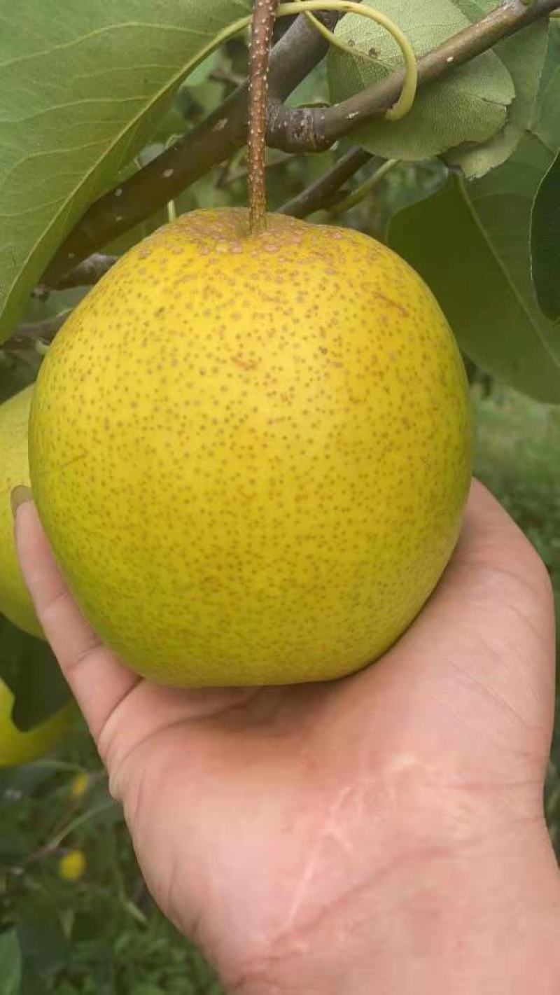 大城县精品高质雪花梨