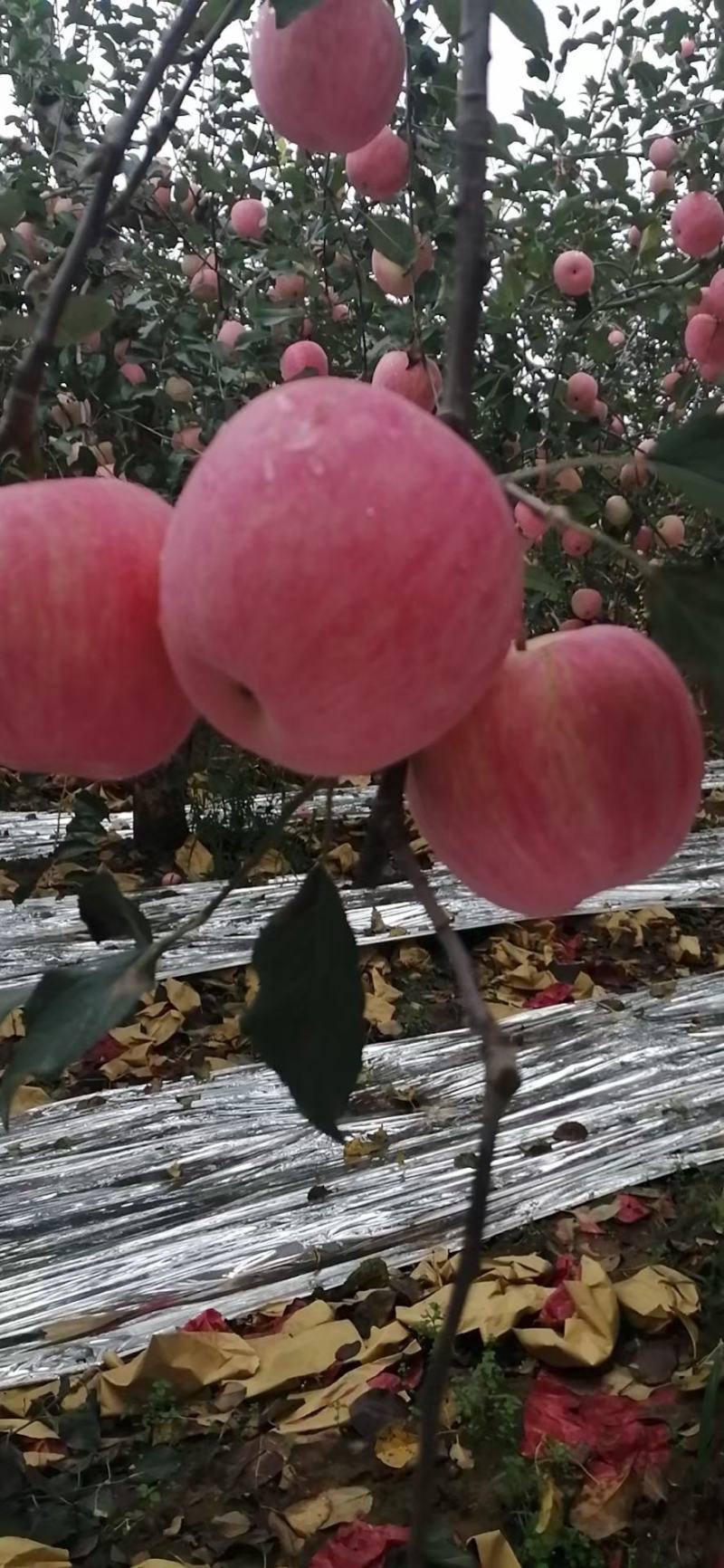 精品雨花红富士