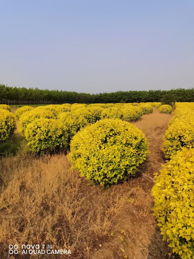 金叶榆球60/80/100高度规格齐全成活率高价格优惠