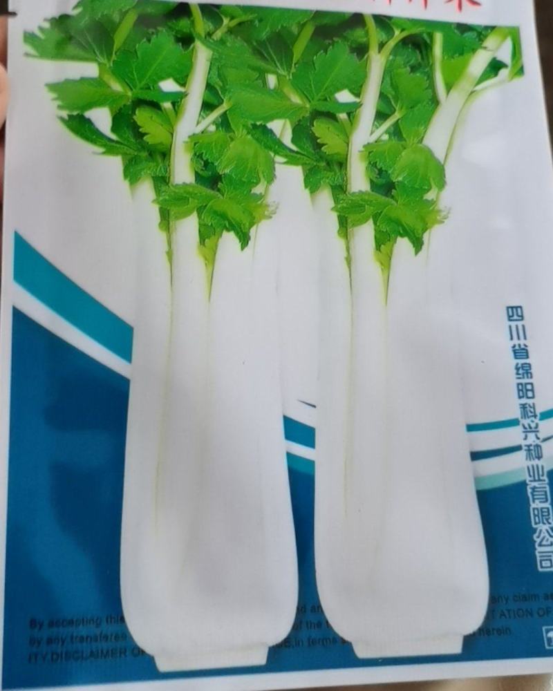 白杆芹菜空心白芹菜种子脆嫩白芹菜种子芹菜种子