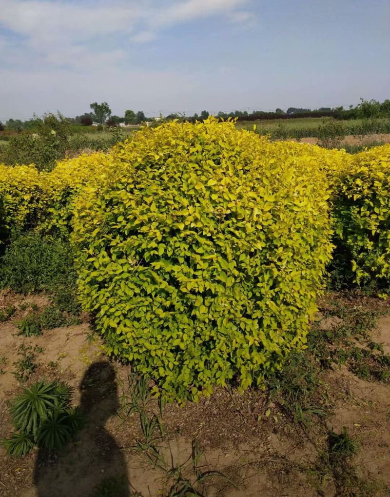 金叶榆球120/150/180规格齐全成活率高价格优惠