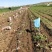 黄皮黄心土豆v7