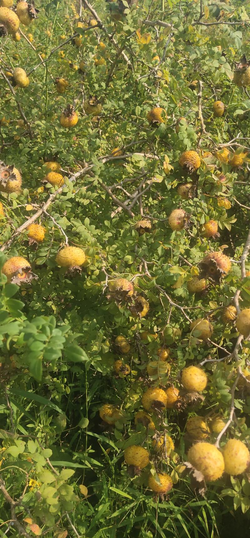 【推荐】宿迁沭阳刺梨苗30~50cm基地直供保质保量电联