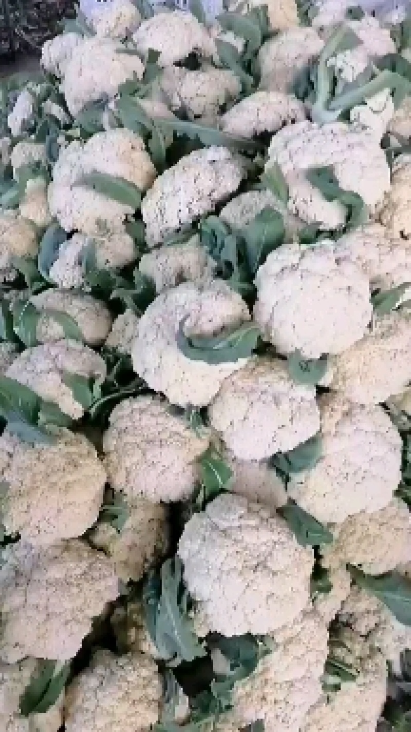 有机花，聊城产地青梗白面有机花大量上市价格美丽