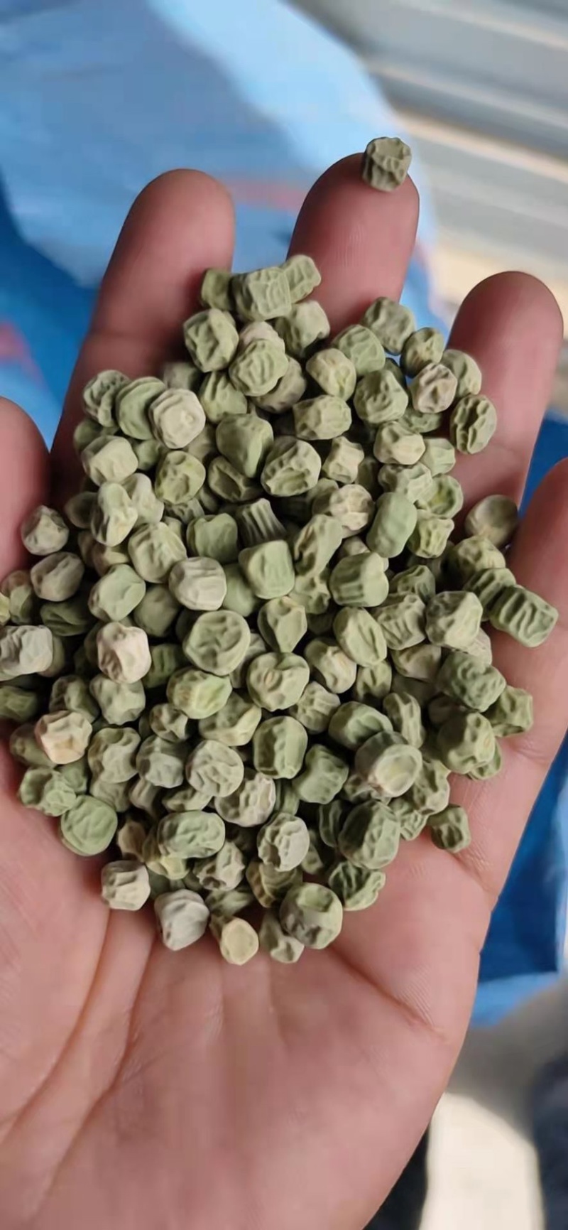 优质甜豌豆种子长寿仁早熟高产甜脆王中豌六号九号豌豆