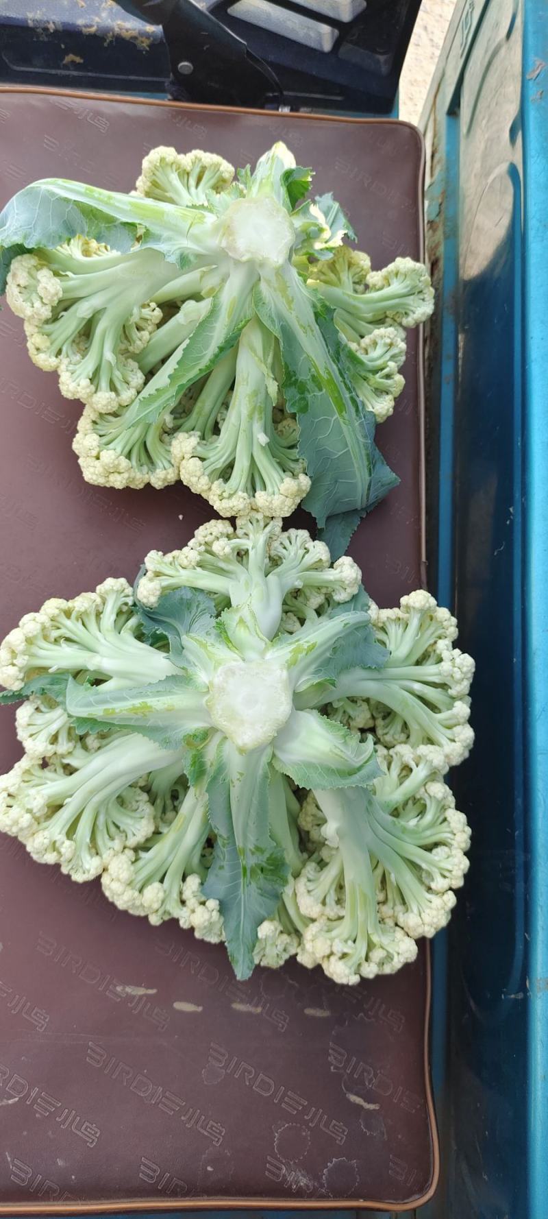 有机花，散花菜花白面青梗松花菜山东肥城基地大量供应适中
