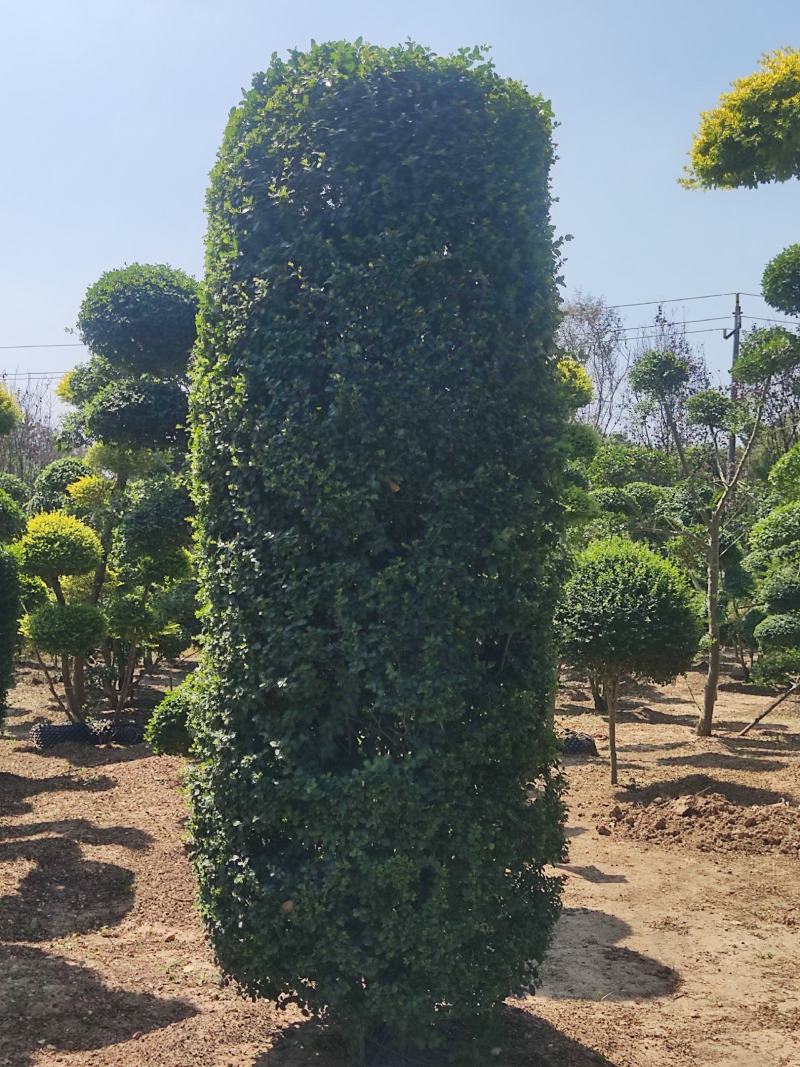【推荐】小叶女贞造型盆景，女贞盆景，小叶女贞产地批发