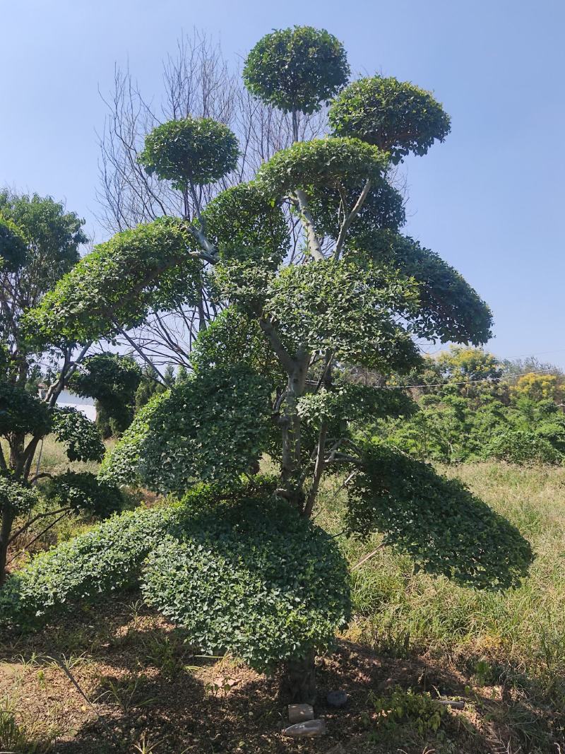 【推荐】小叶女贞造型盆景，女贞盆景，小叶女贞产地批发
