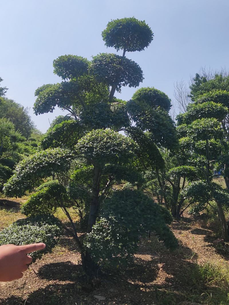 【推荐】小叶女贞造型盆景，女贞盆景，小叶女贞产地批发