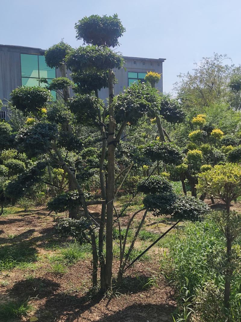 【推荐】小叶女贞造型盆景，女贞盆景，小叶女贞产地批发