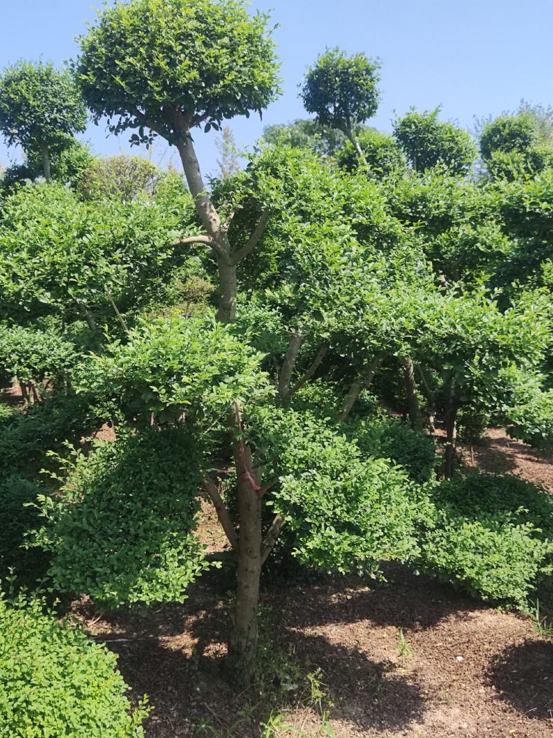 【推荐】小叶女贞造型盆景，女贞盆景，小叶女贞产地批发