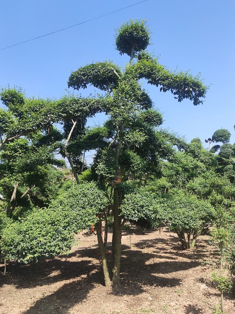 【推荐】小叶女贞造型盆景，女贞盆景，小叶女贞产地批发