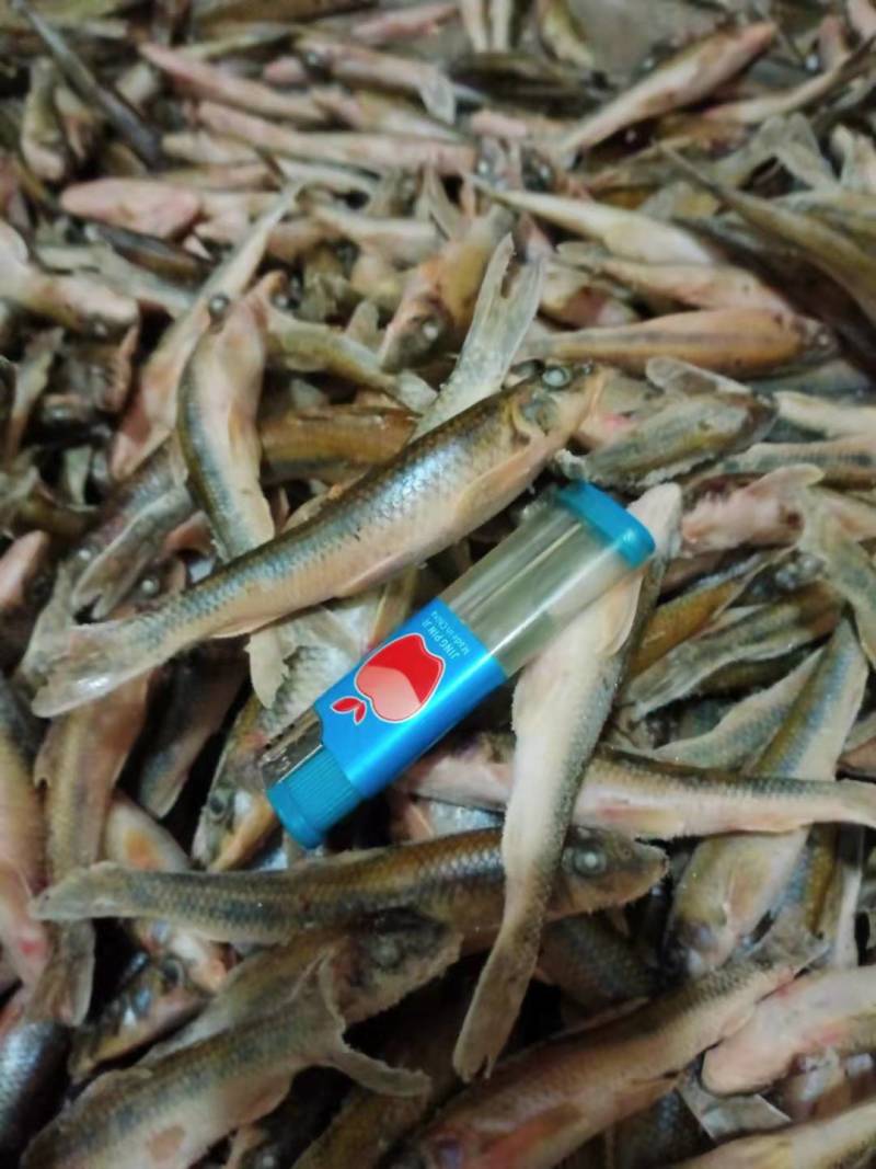 【推荐】信阳冻品船丁鱼产地直发品质保证诚信经营欢迎老板下