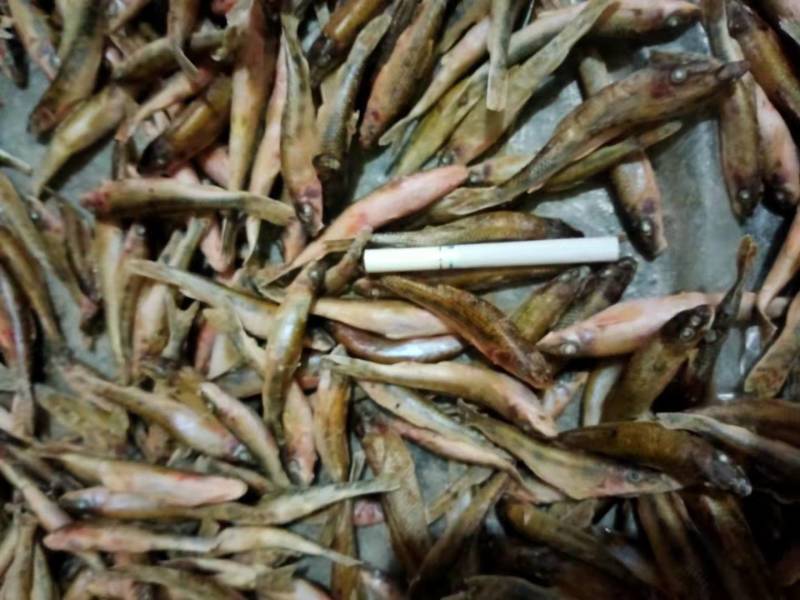 【推荐】信阳冻品船丁鱼产地直发品质保证诚信经营欢迎老板下