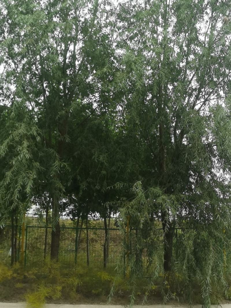 18至40垂柳馒头柳有量，有实力的客户欢迎垂询，自己的，