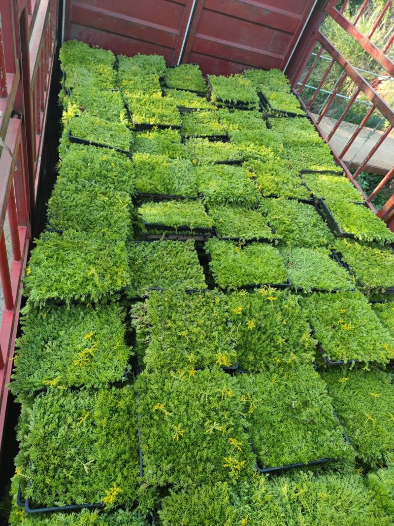 金叶佛甲草，一手货源，大量有货，基地直发，山东青州