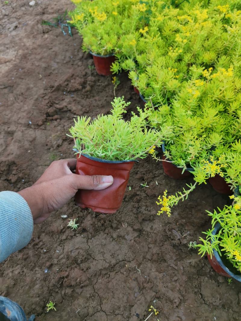 金叶佛甲草，一手货源，大量有货，基地直发，山东青州
