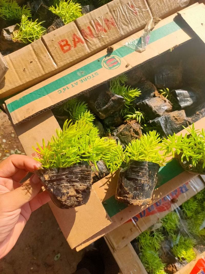 金叶佛甲草，一手货源，大量有货，基地直发，山东青州