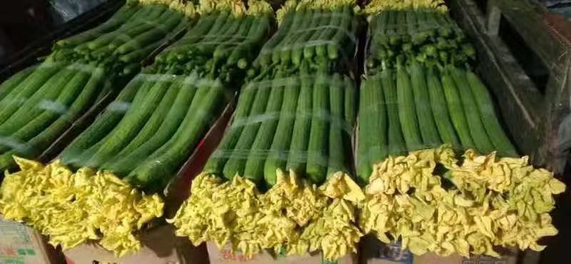 鲜花丝瓜，瓜条直，颜色绿，货架期长耐运输。