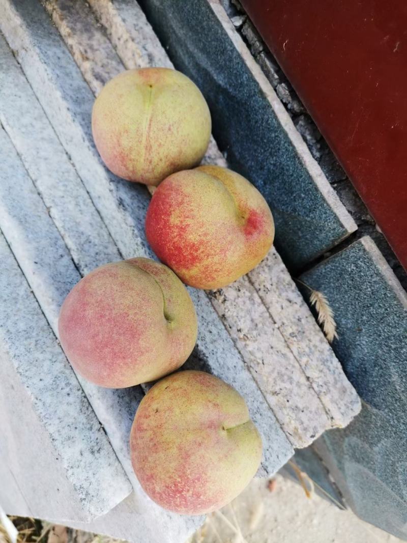 枣庄万亩桃园代办冬雪蜜桃青州蜜金秋红蜜诚信第一合作共赢