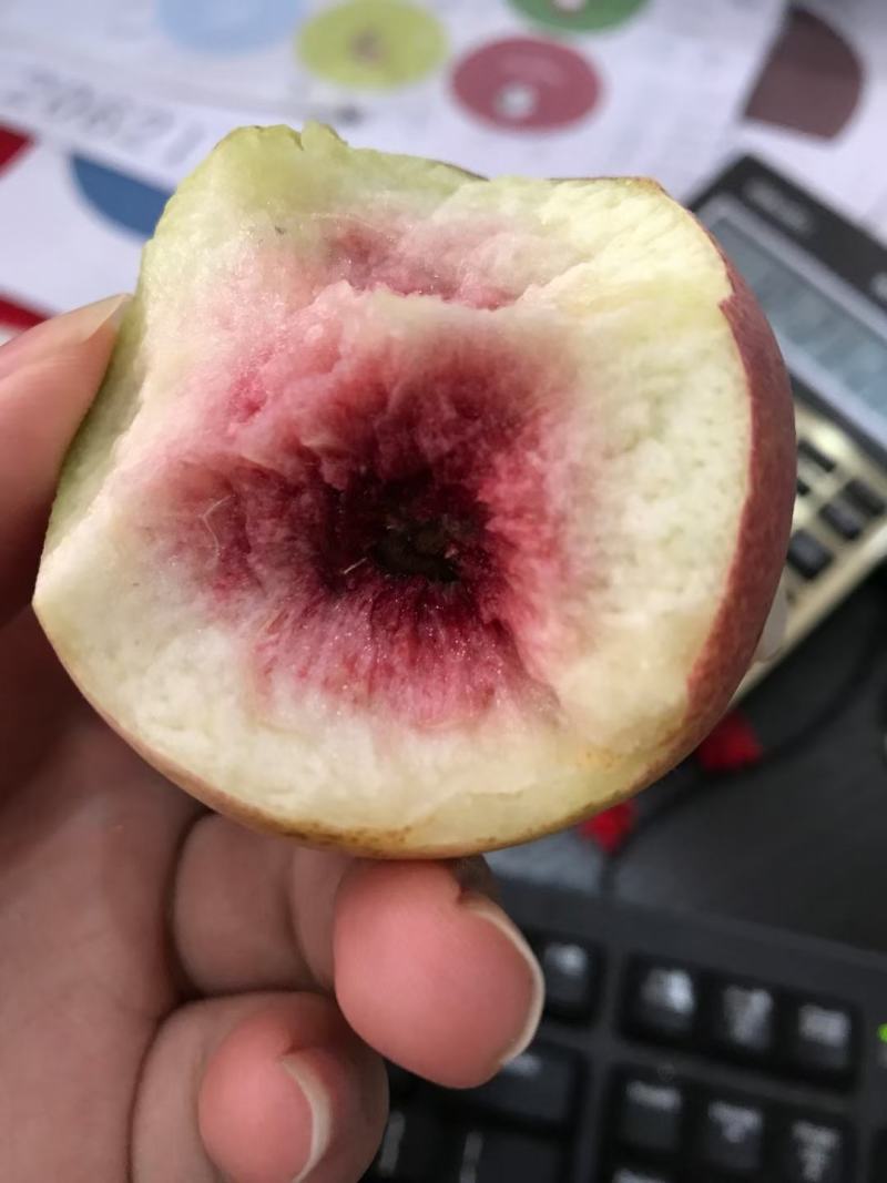 枣庄万亩桃园代办冬雪蜜桃青州蜜金秋红蜜诚信第一合作共赢