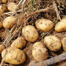 【荐】延十三土豆大量上市，质量好，代收全国，产地直供