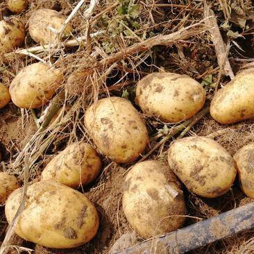 【荐】延十三土豆大量上市，质量好，代收代发全国，产地直供