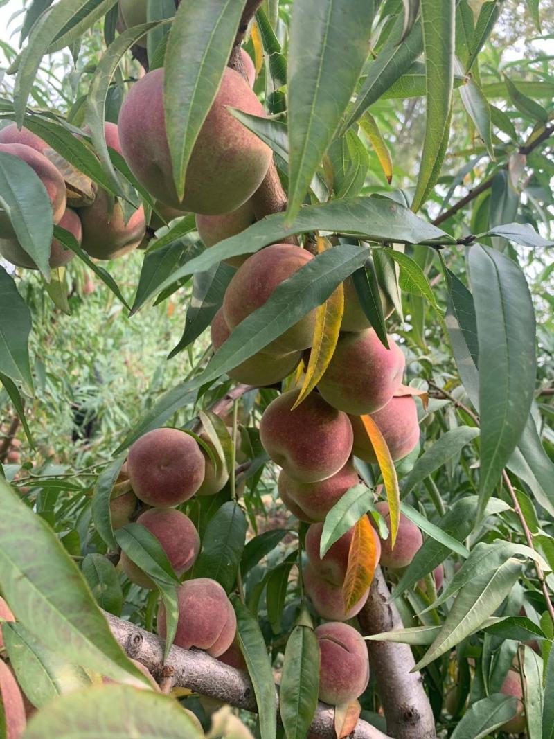 枣庄万亩桃园代办冬雪蜜桃青州蜜国庆红桃诚信第一合作共赢