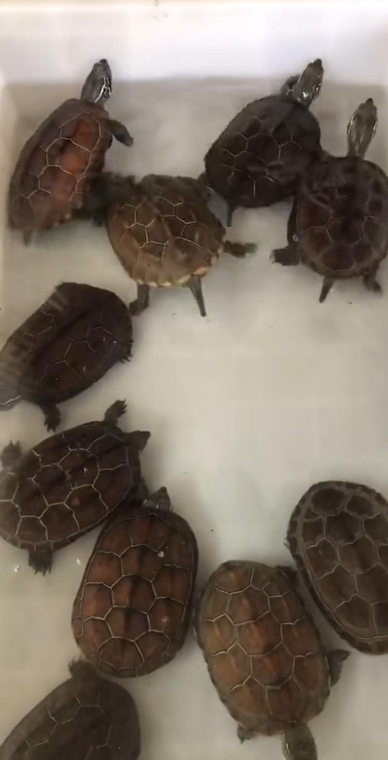 龟类乌龟养殖基地各类品种