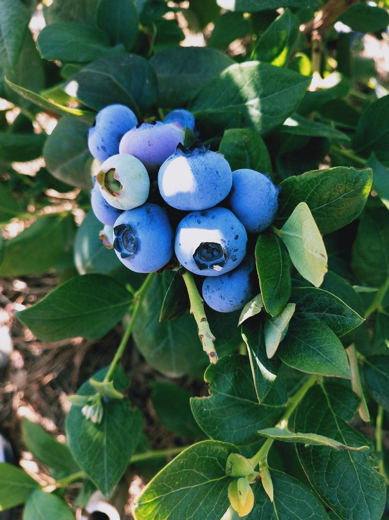 云南蓝莓鲜果，自家基地现摘现发，口感脆甜多汁