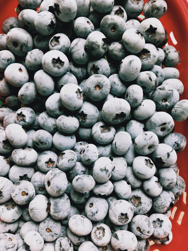 云南蓝莓鲜果，自家基地现摘现发，口感脆甜多汁