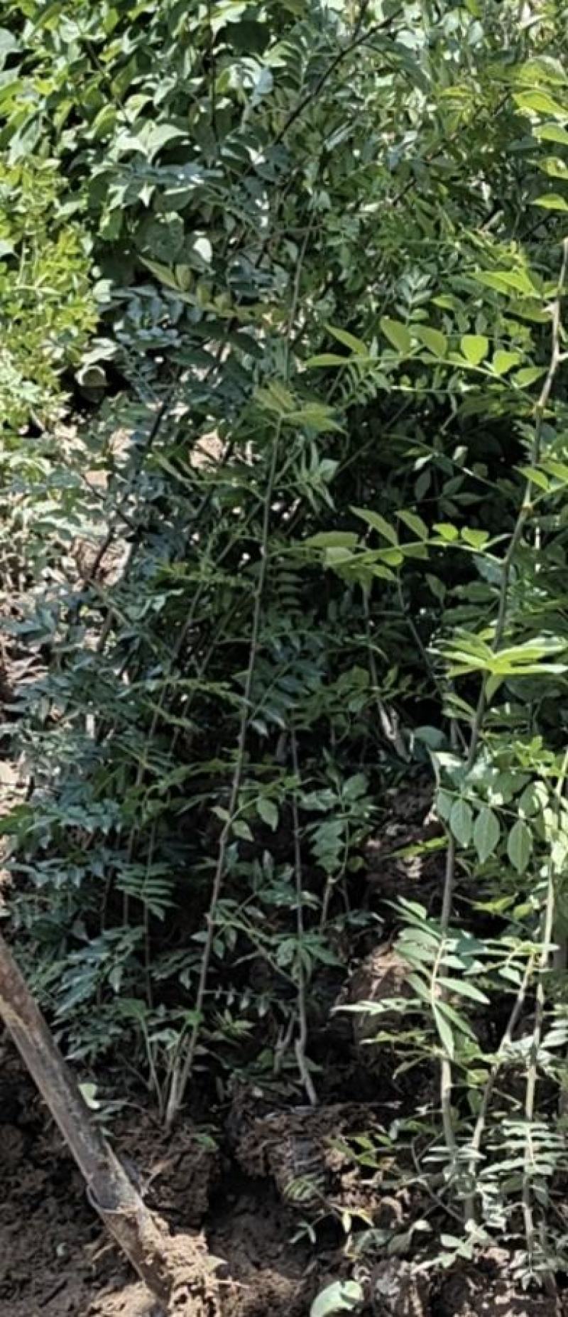 陕西大红袍营养杯花椒苗