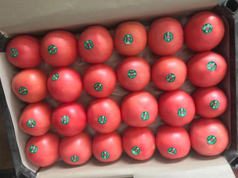【优选】山东聊城硬粉西红柿新鲜现摘弧三以上对接市场商超