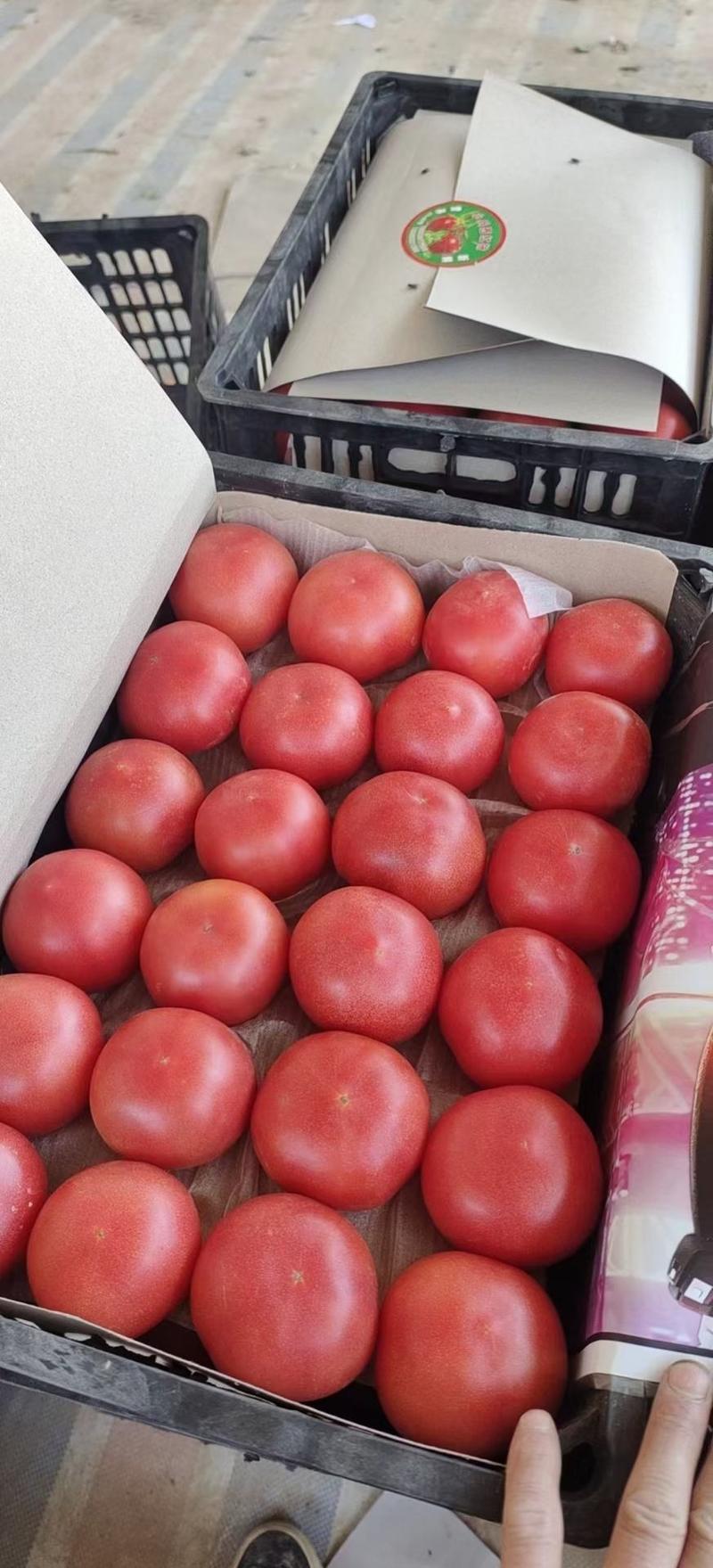 【优选】山东聊城硬粉西红柿新鲜现摘弧三以上对接市场商超