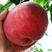 新品种早熟五月桃树苗1314极早熟蟠桃类当年结果