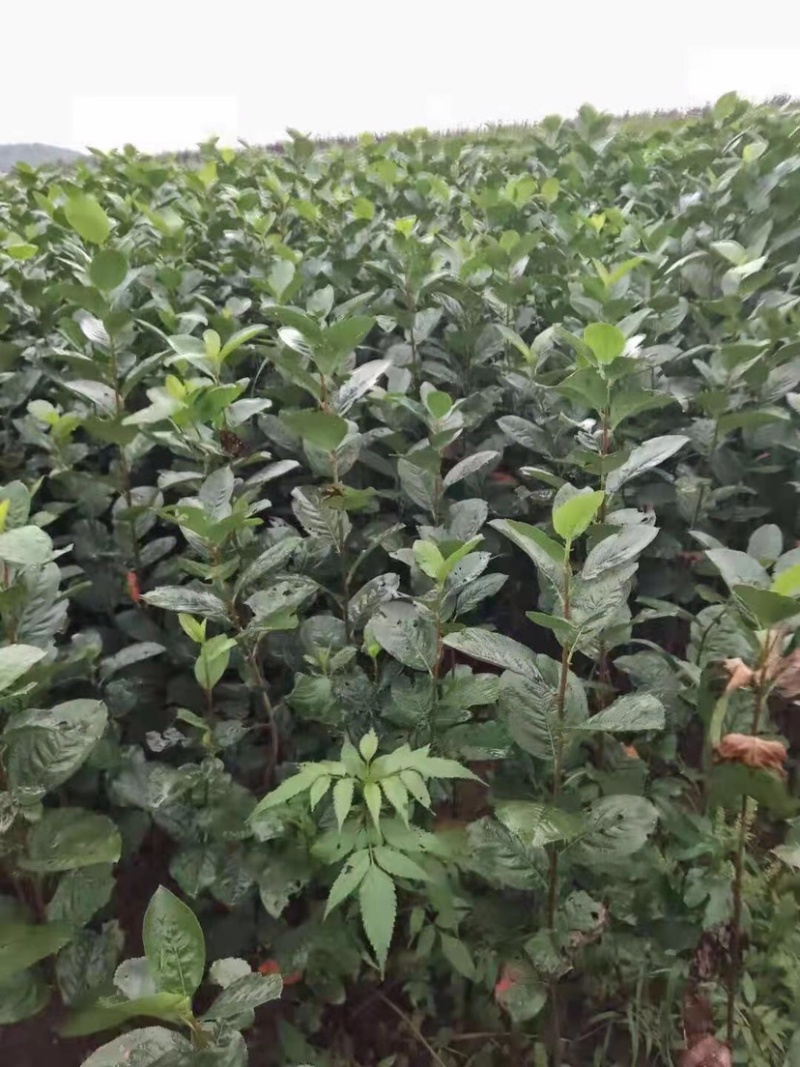 黑果花楸苗不老莓苗不怕冻南方北方盆栽地栽苗