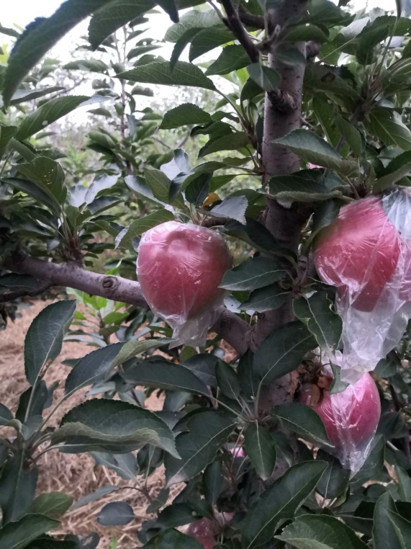 苹果