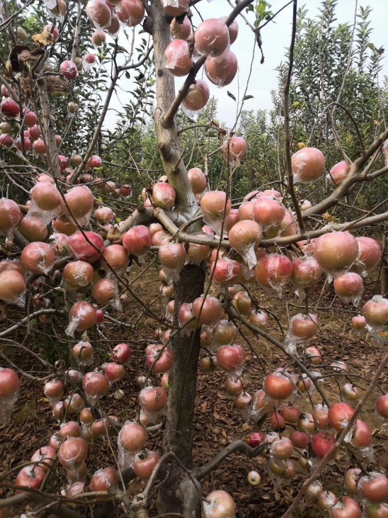 苹果