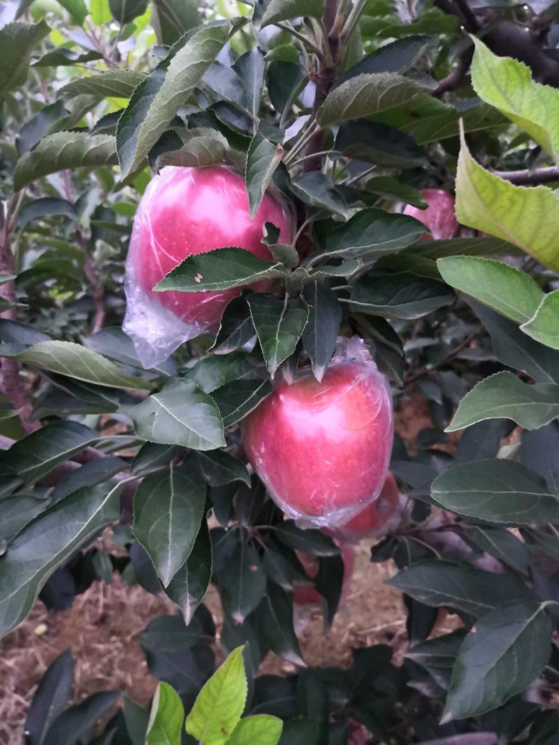 苹果
