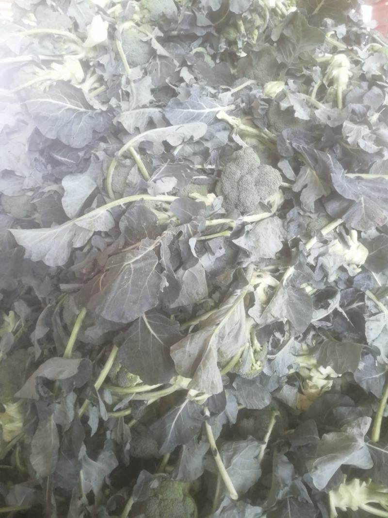【诚信经营】西兰花兰州高原下大量有货，价格便宜欢迎来电
