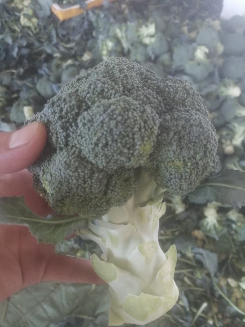 【诚信经营】西兰花兰州高原下大量有货，价格便宜欢迎来电