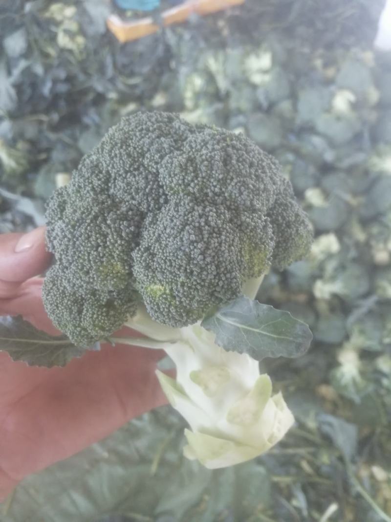 【诚信经营】西兰花兰州高原下大量有货，价格便宜欢迎来电