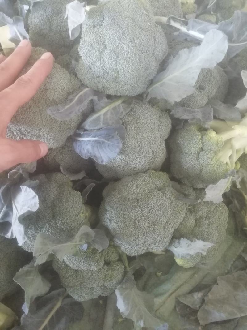 【诚信经营】西兰花兰州高原下大量有货，价格便宜欢迎来电