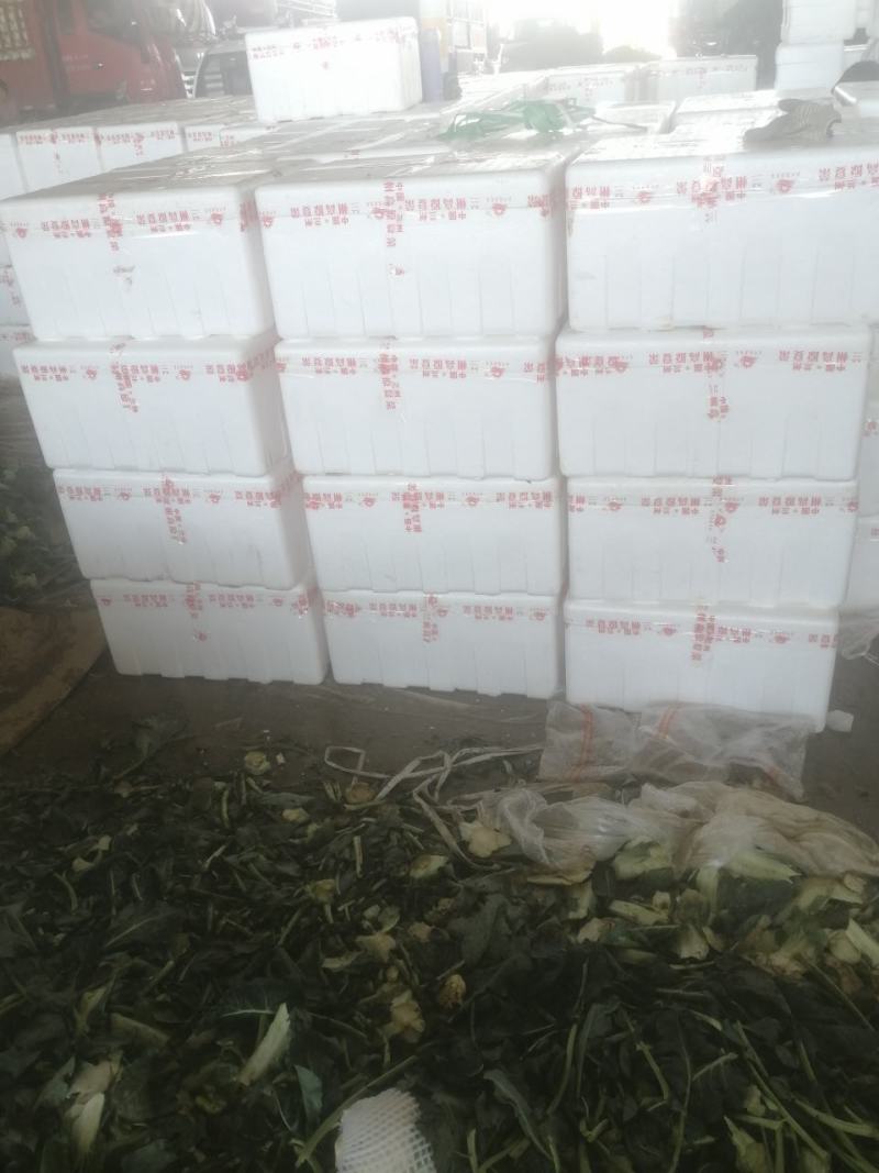 【诚信经营】西兰花兰州高原下大量有货，价格便宜欢迎来电