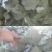 【诚信经营】西兰花兰州高原下大量有货，价格便宜欢迎来电