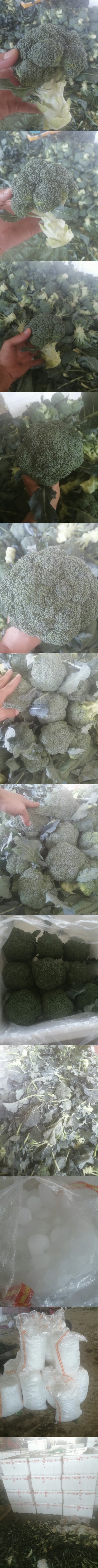 【诚信经营】西兰花兰州高原下大量有货，价格便宜欢迎来电